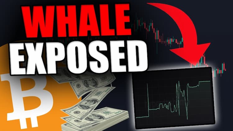 The Massive Insider Whale Just Got Exposed & Revealed!